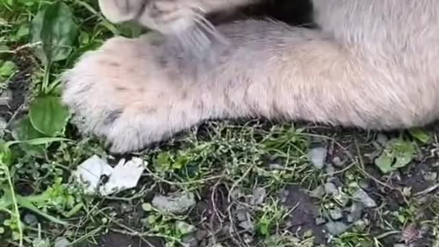 Lion Cub So Mad For His Food