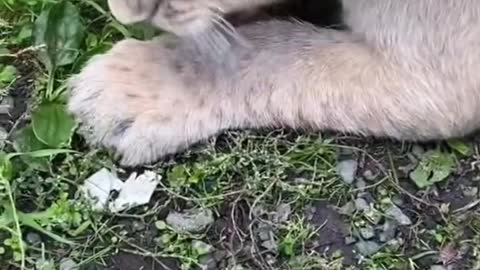 Lion Cub So Mad For His Food