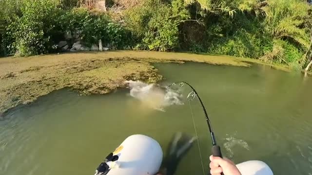 BIG ATTACK MONSTER CATFISH