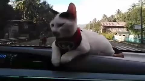 Cat on board 😻😽