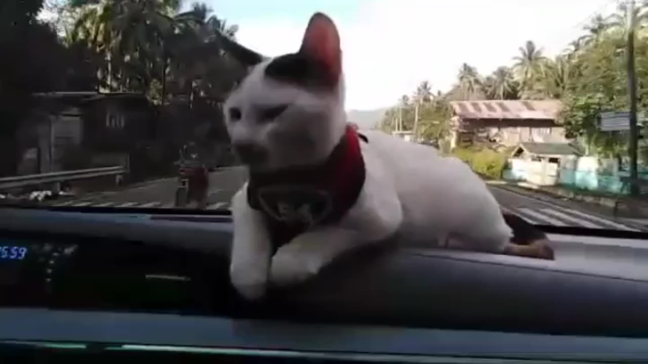 Cat on board 😻😽