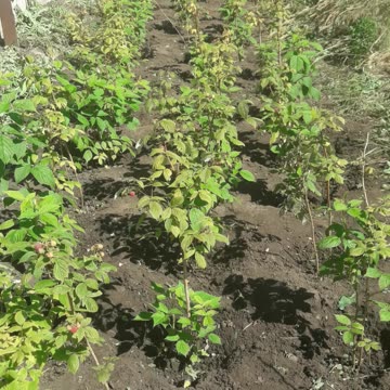 Raspberries cleaned from grass