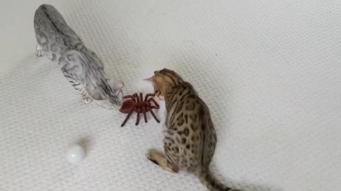 Bengal Kittens reacts to giant remote controlled Spider