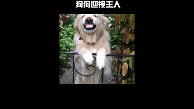 dog greets owner