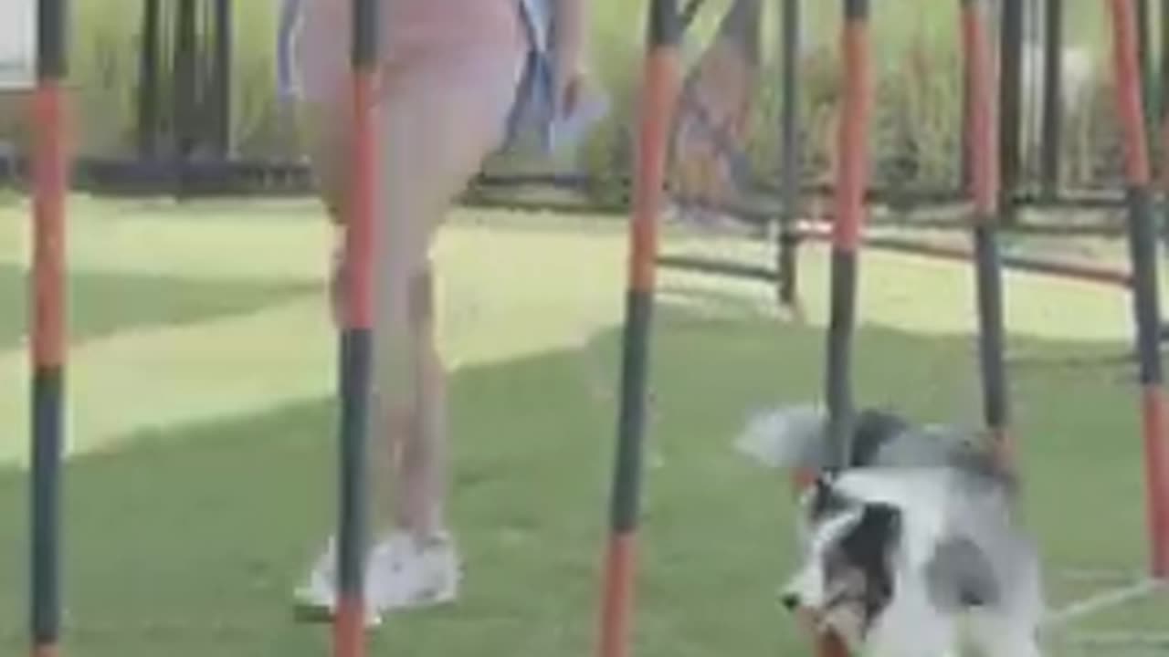 Dog trening video