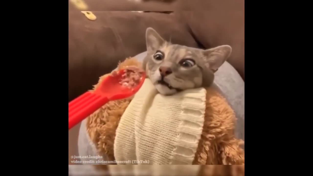 Funny Animals Videos Part 5 by rizaviz