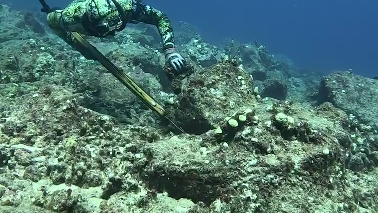 How We Hunt Delicious Octopus!