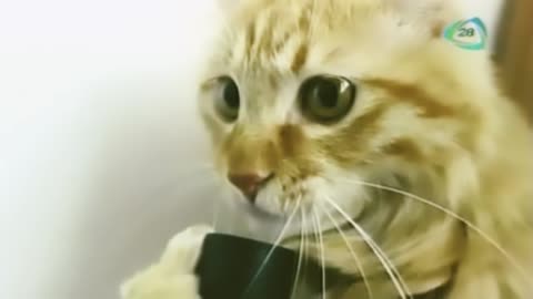 kitten likes to play with the vacuum cleaner