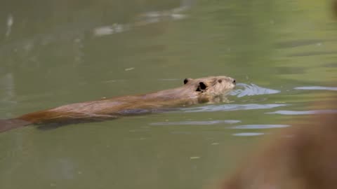 Beaver Rewilding Impacts Measured by NASA