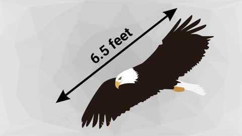 BALD EAGLE VS GOLDEN EAGLE - Which is more powerfull?