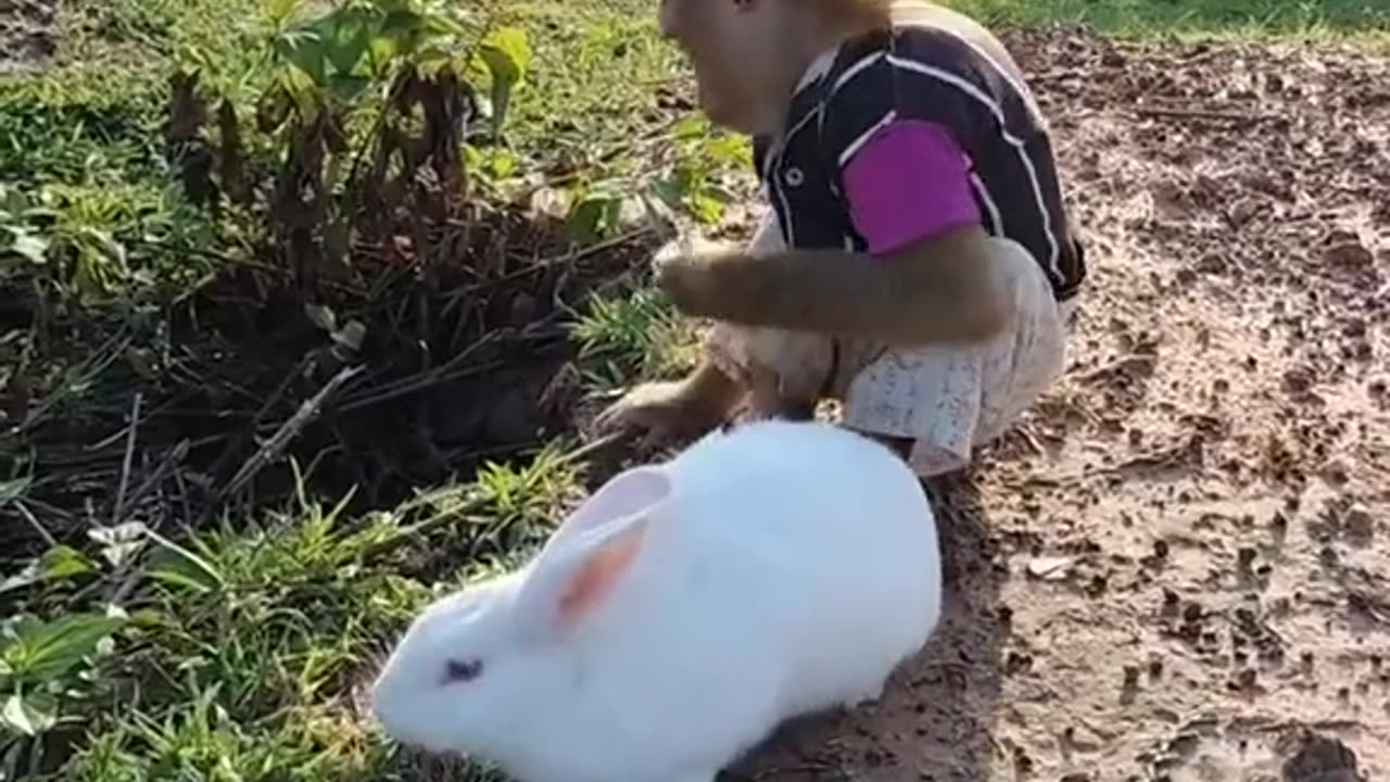 Smart Monkey playing with Rabbit