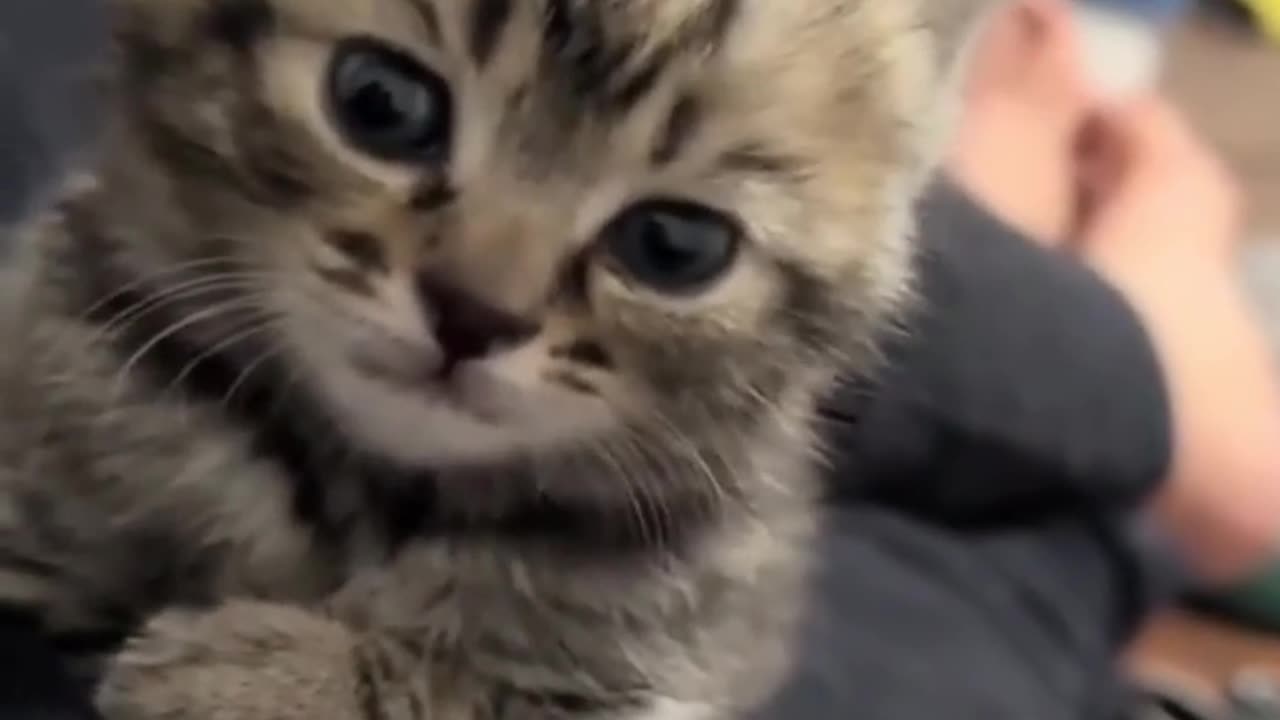 little guy is posing 😇