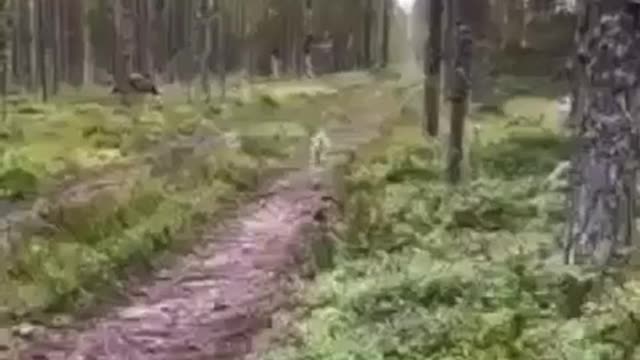 Hunting dog for sale.