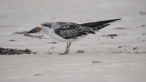 An Adult Black Skimmer Feeds Its Fledgling.