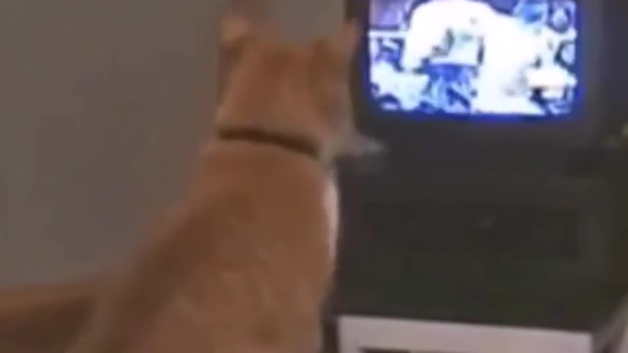 cat funny video