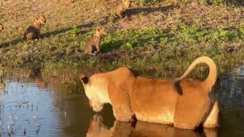 Lion Cubs Learn To Swim | Great Plains Conservation