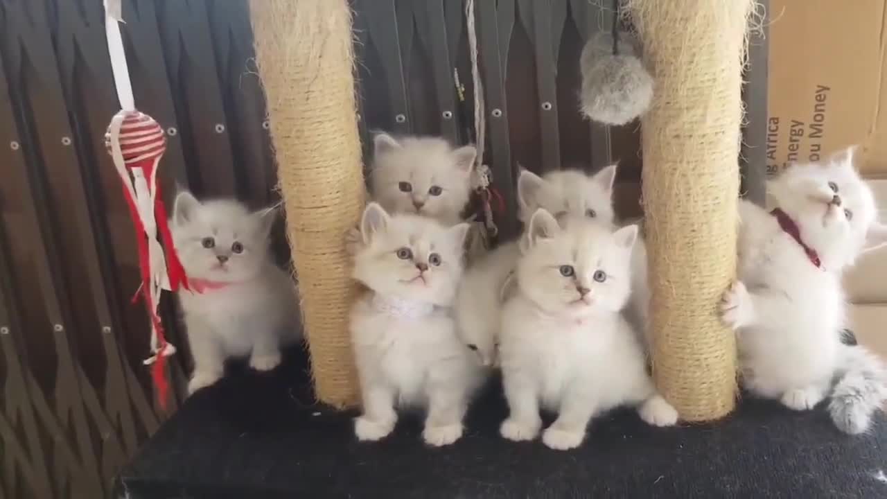 Cute Cat Cute Pets