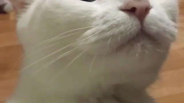 Aihao cat
