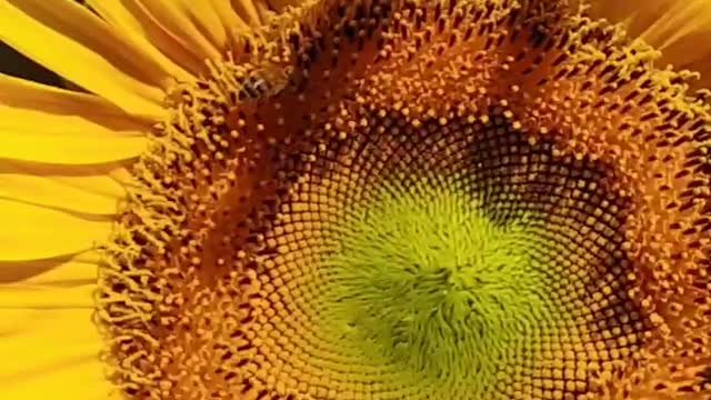 The beautiful bee and the sunBee flower.