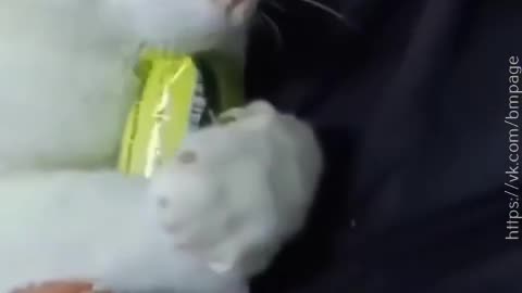 cat likes holding things.