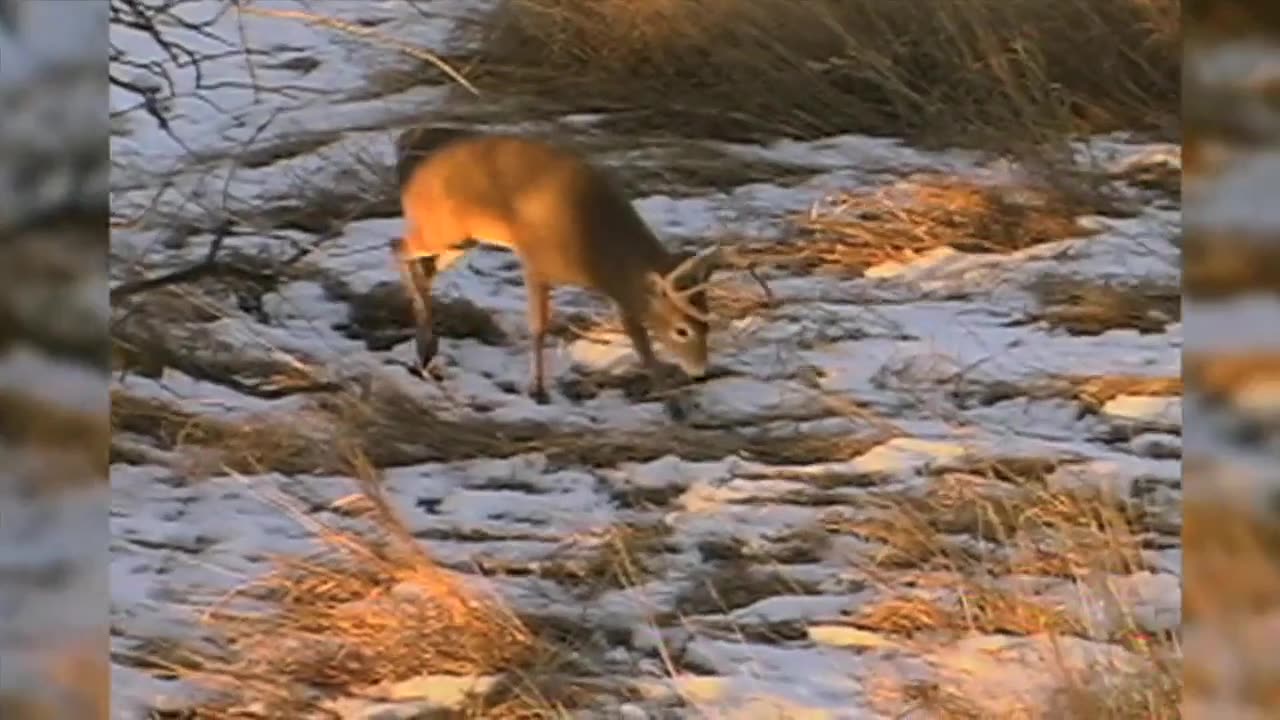 Huge Whitetail!