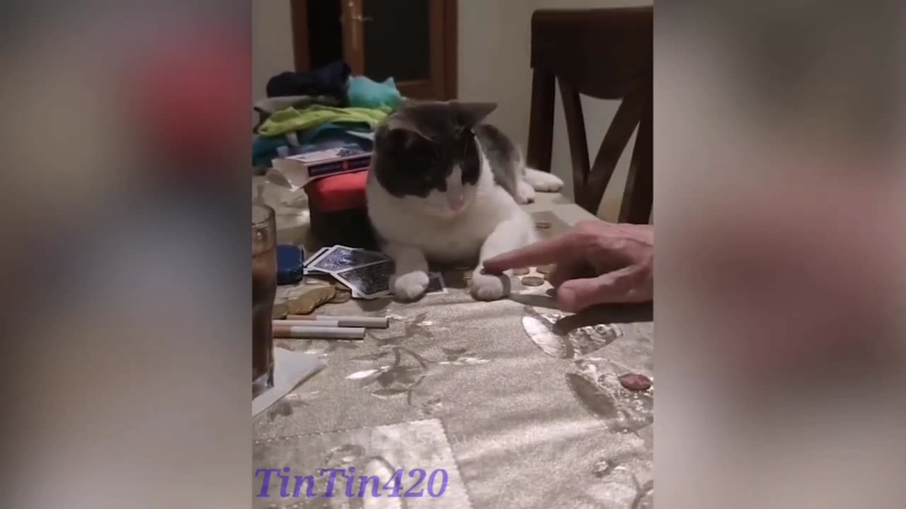 Funny cat