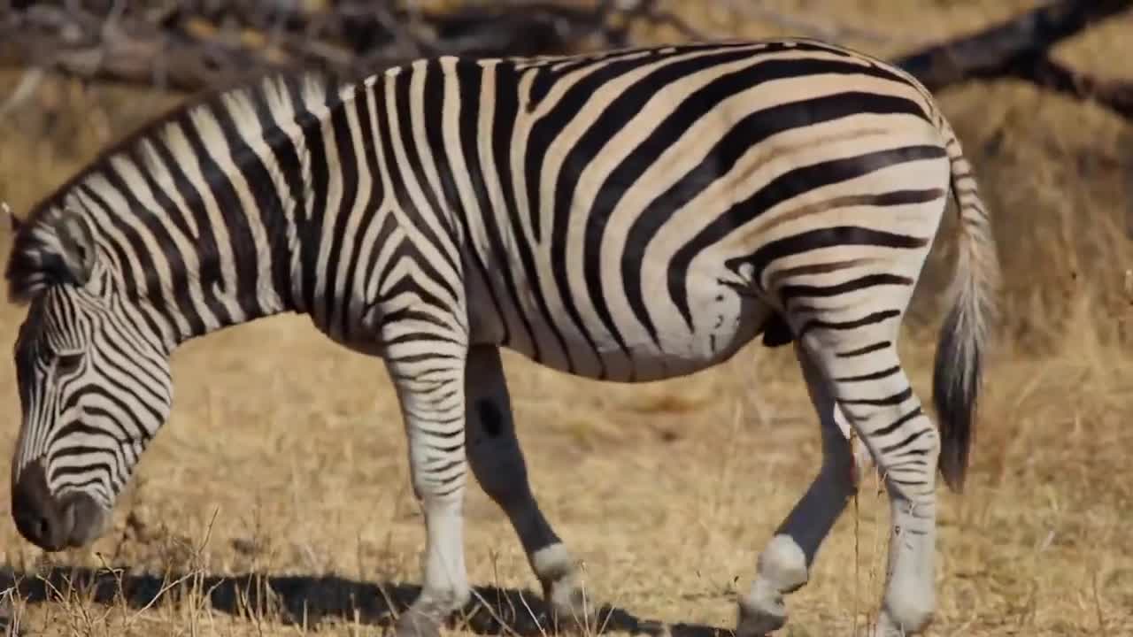 THE AMAZING LIFE OF ZEBRA