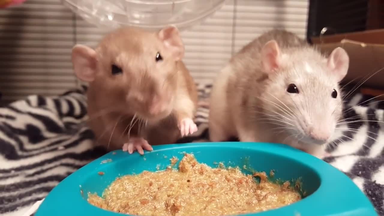 Rats have a slap fight