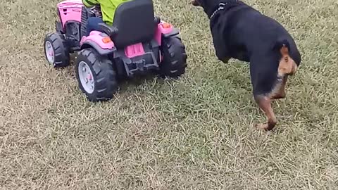 Rottweiler attacks toddler!!!