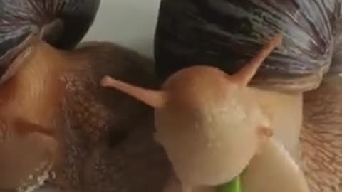 Hungry Snail: Epic Gastronomic Journey
