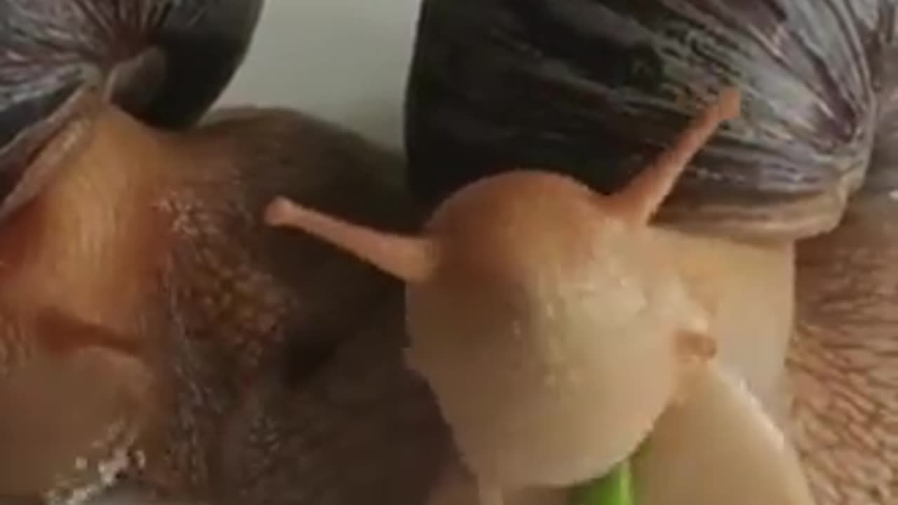 Hungry Snail: Epic Gastronomic Journey