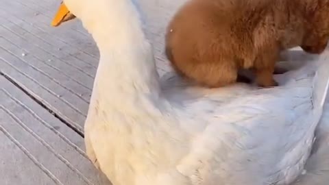 So cute.