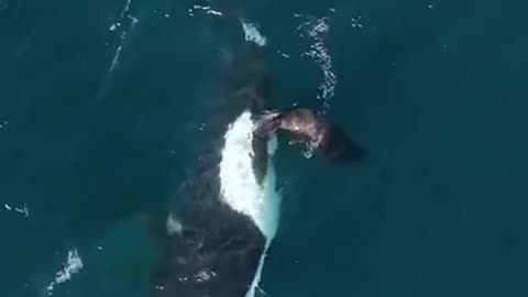 THIS IS WHY ORCAS ARE THE APEX PREDATOR OF THE OCEAN