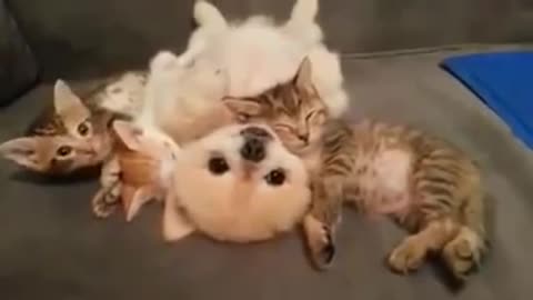 Puppy don't dare to move, let three kittens lie down