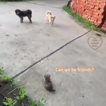 stray puppy wanna make friends