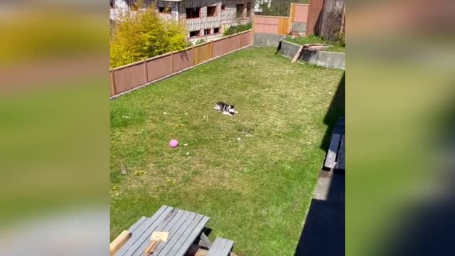 Funny animals