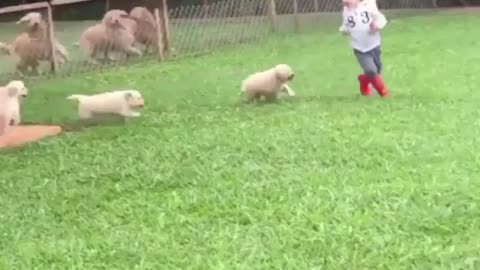 What am I supposed to do with all these puppies