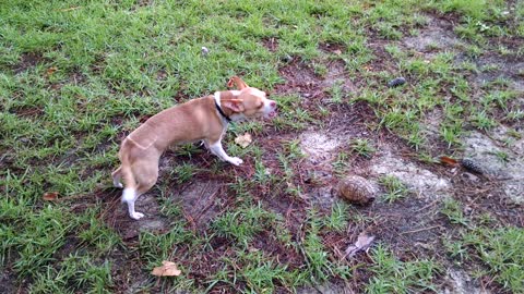 Chihuahua and his first encounter with a turtle