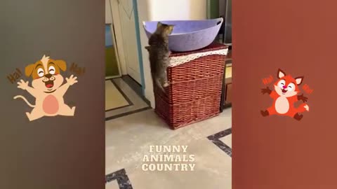 Funny cats 🐈 so cute 🥰