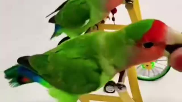 parrots on bikes