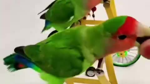 parrots on bikes