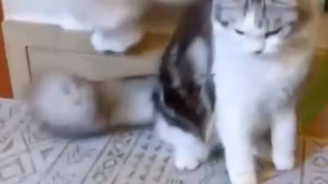 🤣Funny Dog😻😻 and 🐱‍🚀🐱‍🚀Cats Funny pet animals videos #shorts #Funny creatures' Life