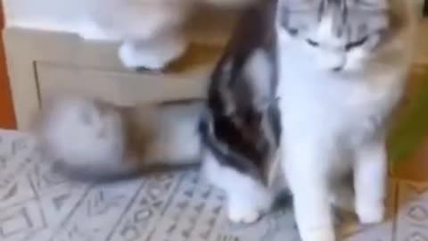 🤣Funny Dog😻😻 and 🐱‍🚀🐱‍🚀Cats Funny pet animals videos #shorts #Funny creatures' Life