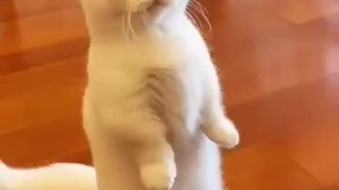 Cute cat