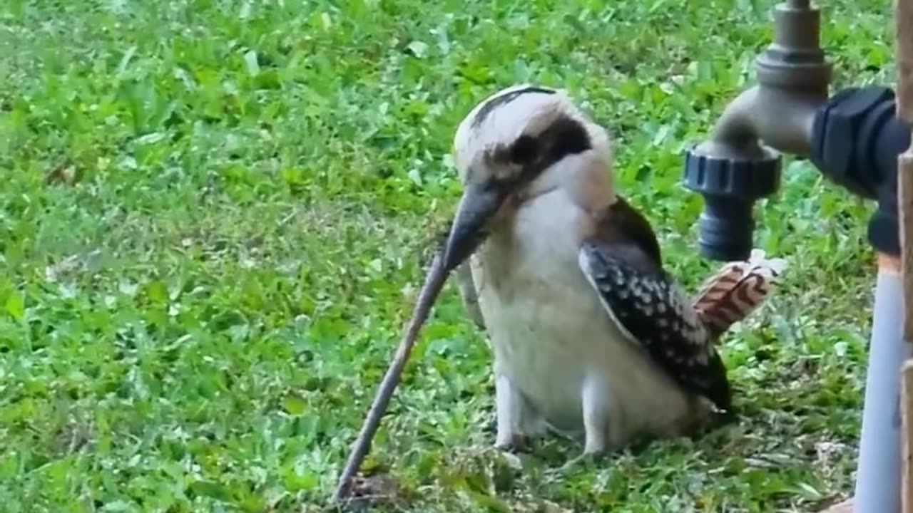 It's this bird's lucky day since he just caught a giant worm!