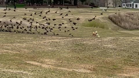 Petey The Pup Chasing The Birds