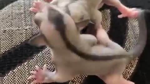 Baby Dogs