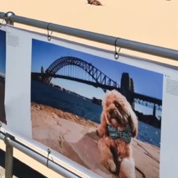 How smart or small dog! it she knows what she looks like