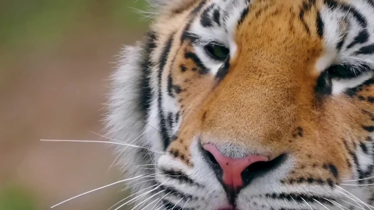 scientific name for the tiger