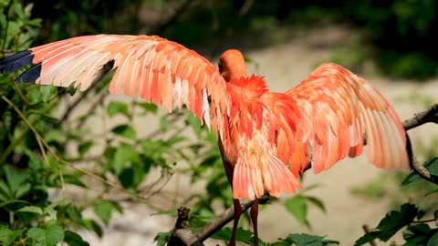 A large bird with a scarlet wings spread